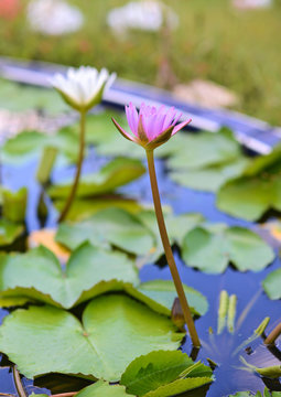 Pink and White  Lotus flower  in the peaceful pond
