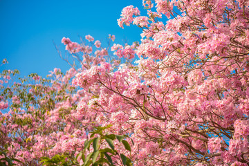 Tabebuia rosea is a Pink Flower neotropical tree and blue sky