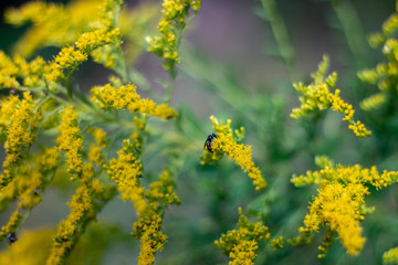 yellow flower still life