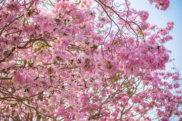 Fototapeta premium Tabebuia rosea is a Pink Flower neotropical tree