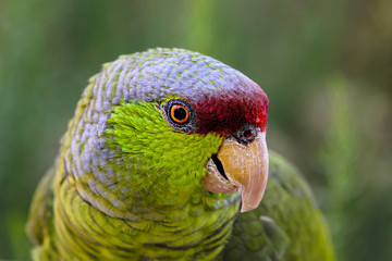 Green, red, and gray parrot looking to the side