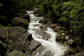 Fototapeta premium A forest of Yakushima which 