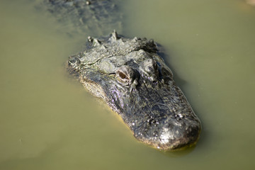 Swamp Alligator Treading Water Southern Animal Wildlife
