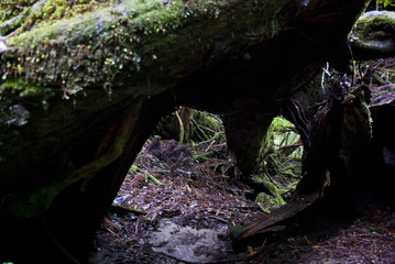 A forest of Yakushima which 