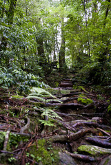 A forest of Yakushima which 