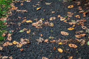 leaves on the road