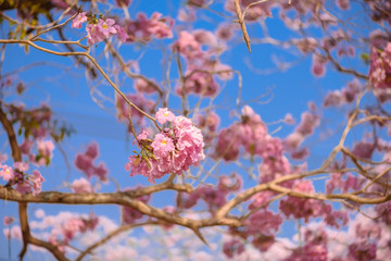 Tabebuia rosea is a Pink Flower neotropical tree
