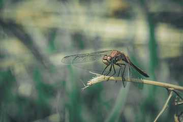 Symbol Of Change Concept: A Dragonfly Warming Up In The Sun Before Taking Off, Blurred Green Meadow Background, Bright Sunny Summer Day. Copy Space.
