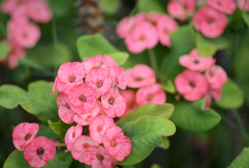 Cluster of Euphorbia milli or Crown of thorns plant