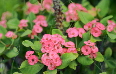 Cluster of Euphorbia milli or Crown of thorns plant