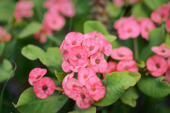Cluster of Euphorbia milli or Crown of thorns plant