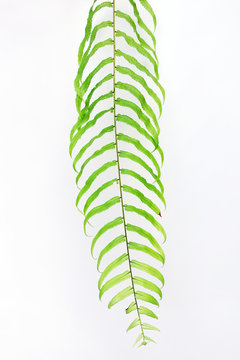 close up of fern leaves isolated on white background