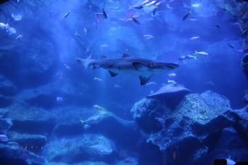 水族館 サメ