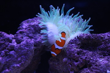 クマノミ　二モ