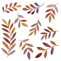 watercolor drawing brown leaves