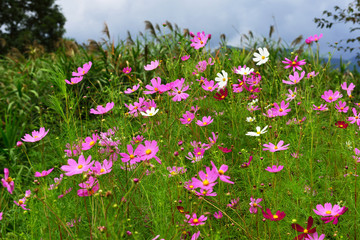 飯田高原のコスモス