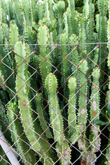 Cacti growing behind and through a fence
