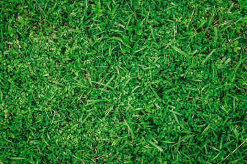 Natural green grass background with vintage filter
