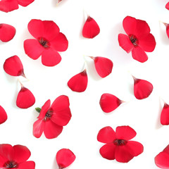 Composition seamless pattern from wild flowers  isolated on white background, flat lay, top view. 