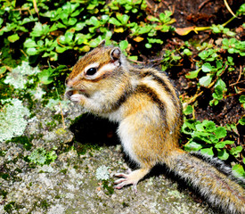 chipmunk