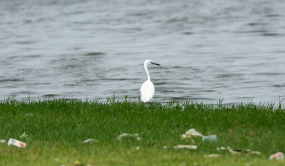 Little Egret