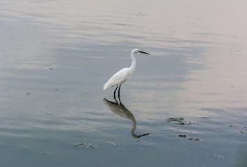 Little Egret