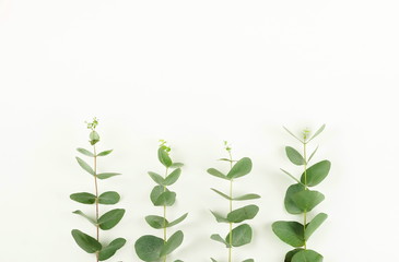 Obraz na płótnie Canvas green eucalyptus leaves, branches, herbs, plants frame border on white background top view. copy space. flat lay