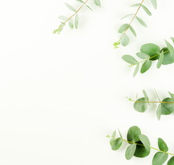 green eucalyptus leaves, branches, herbs,  plants frame border on white background top view. copy space. flat lay