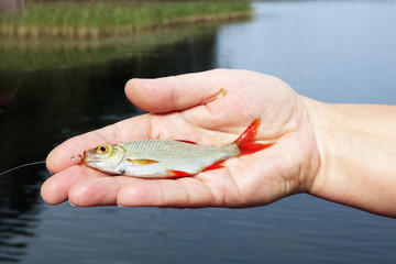 The girl holds a small live fish on her palm, which she caught in the lake herself.