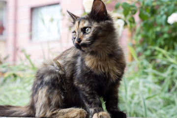 Three colored cat on street background