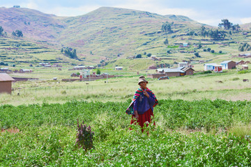 Native american old woman wearing typical aymara clothes stands on the potato field.