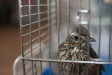 дрост белобровка