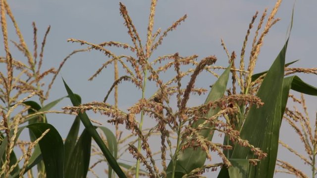 Video footage of bees are drinking nectar and pollinating corn flowers in a cornfield, their natural habitat