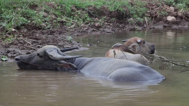 Two Asian water buffaloes are enjoying themselves in muddy water near a riverbank, chewing cud and wriggling their ears