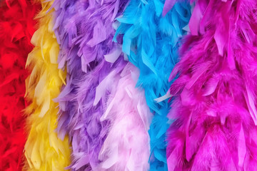 Colorful Feather Boas - obrazy, fototapety, plakaty