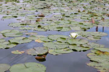 Lily Pad and Water Flower