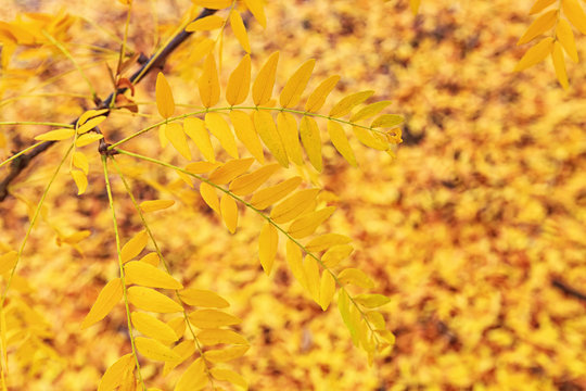 Golden Yellow Honeylocust Leaves