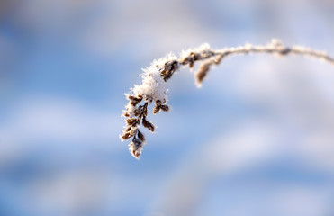 A plant covered with ice and snow on a blue winter background