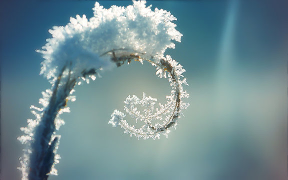 A plant with a spiral covered with ice and snow on a blue winter background