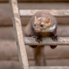 Beech marten sitting on ladder