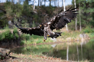 White-tailed Eagle, Haliaeetus albicilla, flying above the water, bird of prey with forest in background, animal in the nature habitat, wildlife from Sweden. Eagle in flight above the dark lake