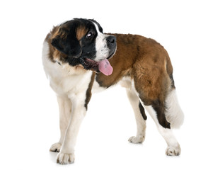 saint bernard in studio