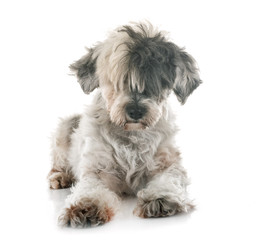 old tibetan terrier