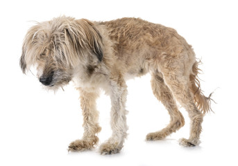 old tibetan terrier