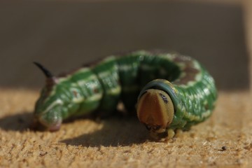 A caterpillar sphinx pinastri lives on pines and eats needles