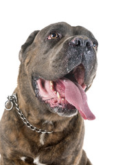 italian mastiff in studio