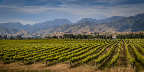 Organic Vineyard overview Marlborough area new zealand