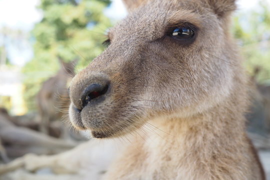 カンガルー