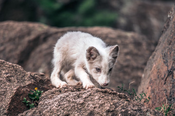 Beautiful wild animal in the grass. Arctic Fox, Vulpes lagopus, cute animal portrait in the nature habitat, grassy meadow with flowers, Svalbard, Norway.