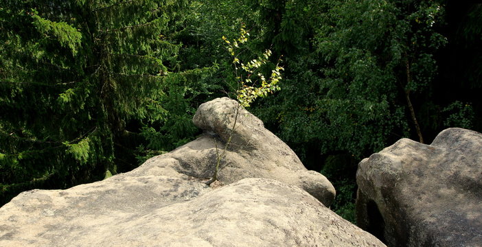 Mała brzoza wyrastająca z piaskowej skały w ciemnym lesie w Górach Stołowych